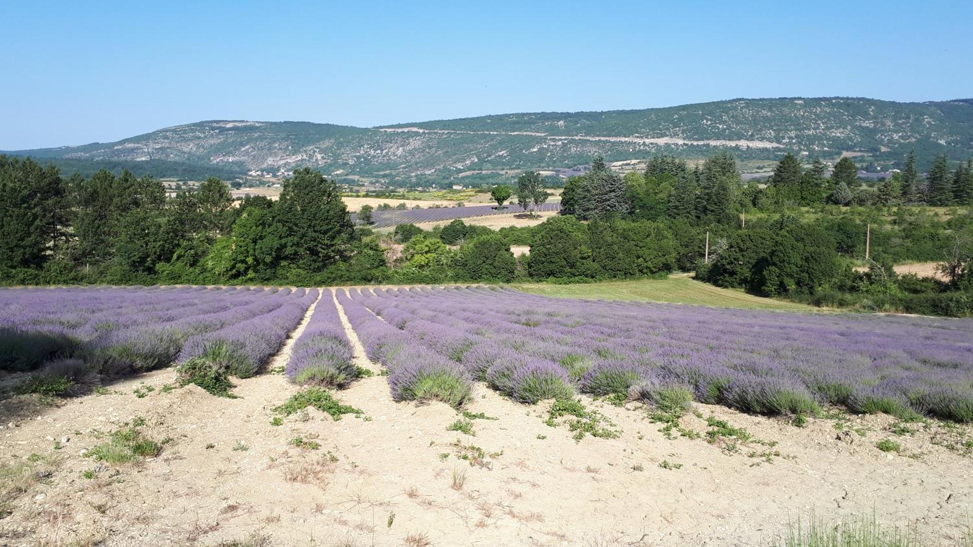 Le Grain De Lavande - Mont Ventoux Sault-de-Vaucluse Buitenkant foto